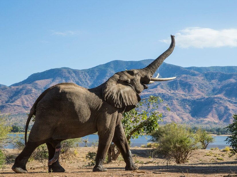 तर हा प्राणी आहे हत्ती.