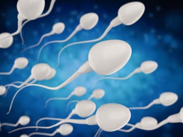 महिलांच्या गर्भातील अंड्यापर्यंत पोहोचण्यासाठी खरंच रेस लावतात स्पर्म? महिलांच्या गर्भातील अंड्यापर्यंत पोहोचण्यासाठी खरंच रेस लावतात स्पर्म?