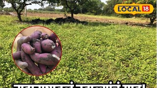 महाराष्ट्रातलं रताळ्यांचं गाव! तब्बल 100000000 रुपयांची उलाढाल, महाशिवरात्रीला तर...