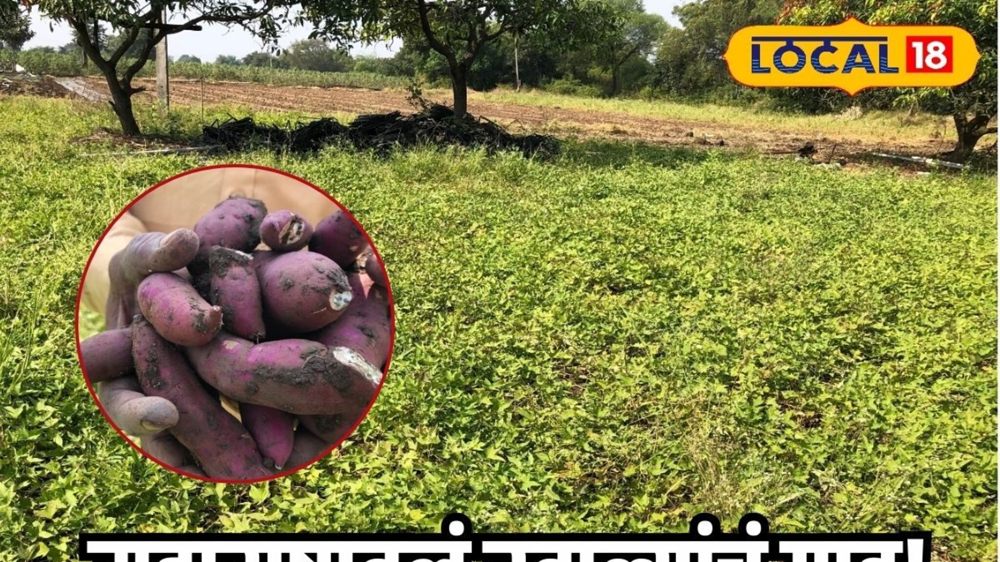 महाराष्ट्रातलं रताळ्यांचं गाव! तब्बल 100000000 रुपयांची उलाढाल, महाशिवरात्रीला..