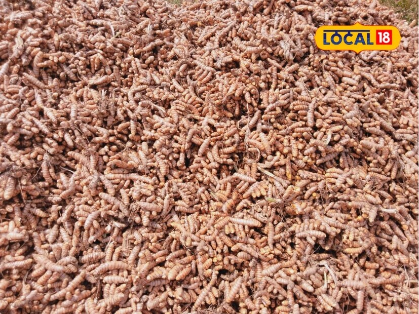 हळद उत्पादक सुशांत जाधव यांनी लोकल18 शी बोलताना सांगितले की, “मागील 12 वर्षांपासून आम्ही हळदीचे पीक घेत आहोत. सुरुवातीला वडील पारंपारिक पद्धतीने हळद पीक घेत होते. अलीकडच्या 5-7 वर्षांत मी वडिलांच्या मार्गदर्शनाखाली आधुनिक पद्धतीचा वापर करून हळदीचे पीक घेत आहे.”