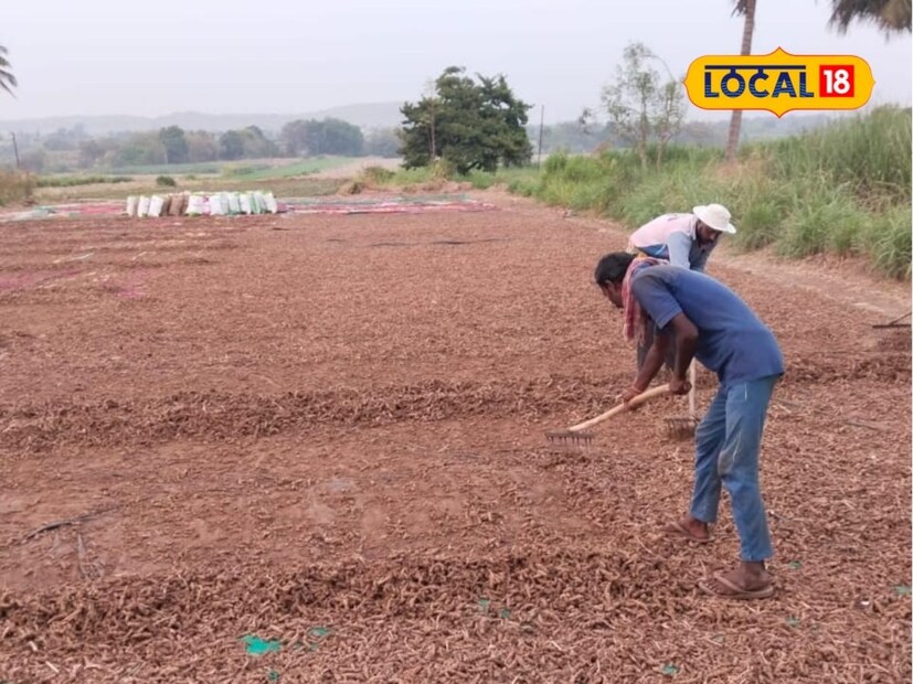 आधुनिकतेचा वापर केल्यास कमी मजुरात, कमी खर्चात जास्त नफा घेता येतो. हळदीच्या पोषकतेसाठी आम्ही एकरी 8 ते 10 ट्रॉली शेणखत घालतो. हळद लागवडीनंतर सेंद्रिय खते आणि फवारण्या वापरतो, असंही सुशांत सांगतात.