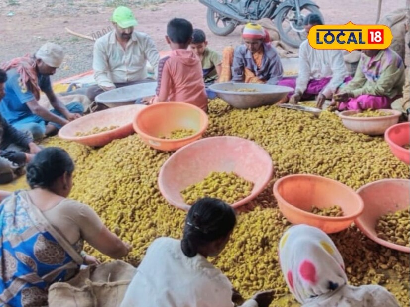 “काही प्रमाणात रासायनिक खतांचाही वापर करावा लागतो. परंतु सेंद्रिय खतांमुळे हळदीचा फुटवा चांगला होऊन काळोखी सुद्धा चांगली येते. बाजारपेठेचा अभ्यास करूनच हळद विक्रीसाठी मार्केटला देतो,” अशी माहिती त्यांनी दिली.