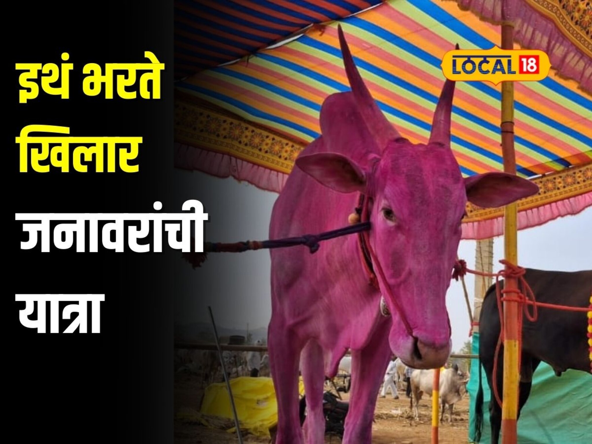 महाराष्ट्रातील असं गाव जिथं भरते खिलार जनावरांची यात्रा, लाखोंची लागते बोली