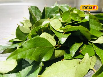 रोज ही 3-4 पाने चावून खा, आरोग्य राहील एकदम ठणठणीत! शुगरही राहील नियंत्रणात