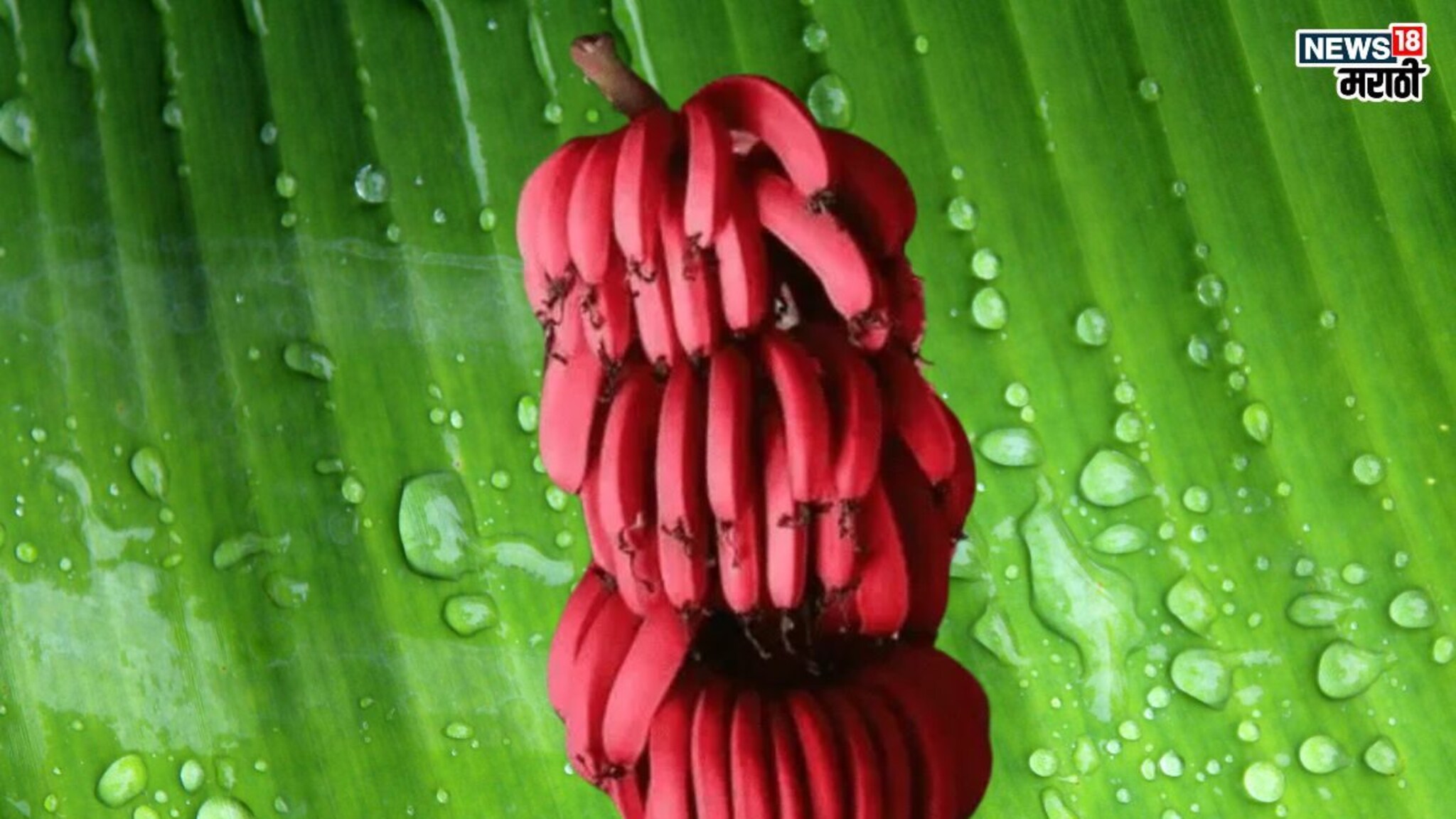 Red Banana Benefits: पोषकतत्त्वांचा खजिना आहेत लाल केळी, नियमितपणे खाल्ल्याने होतील अनेक फायदे