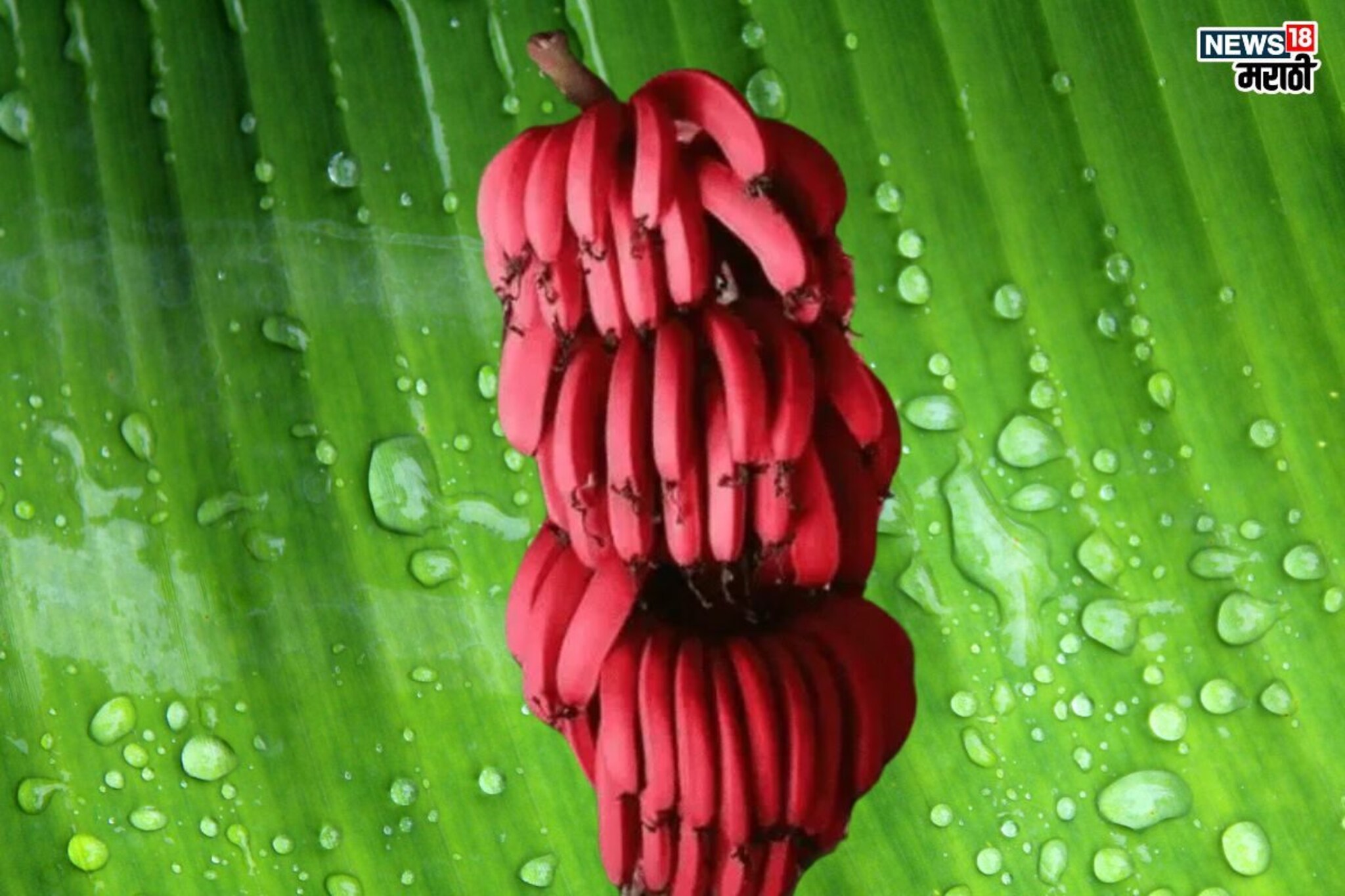 Red Banana Benefits: पोषकतत्त्वांचा खजिना आहेत लाल केळी, होतील अनेक फायदे