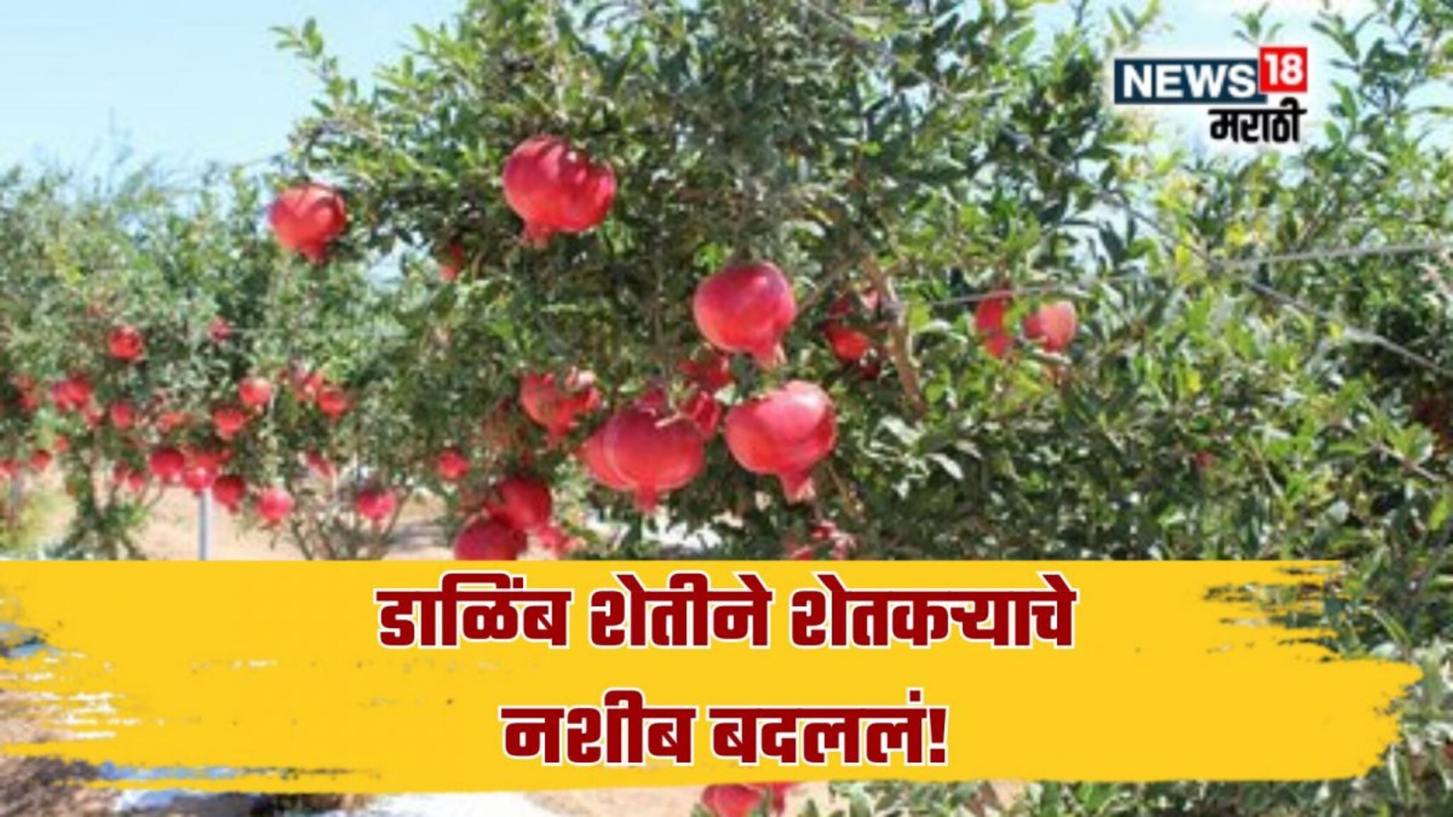 Farmer Success Story : पारंपारिक शेती सोडून डाळिंब शेतीला केली सुरवात, शेतकरी वर्षाला करतोय 50 लाख रूपयांची कमाई