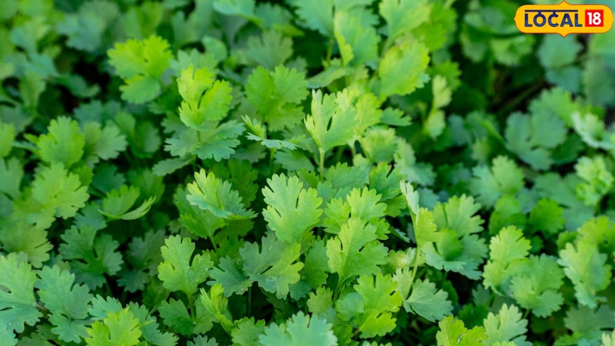 कोथिंबीर 2 आठवडे सहज राहिल ताजी, हिरवीगार! अजिबात नाही सडणार, वापरा सोप्या टिप्स