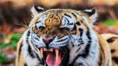 Dharashiv Tigers News Dharashiv Tigers News