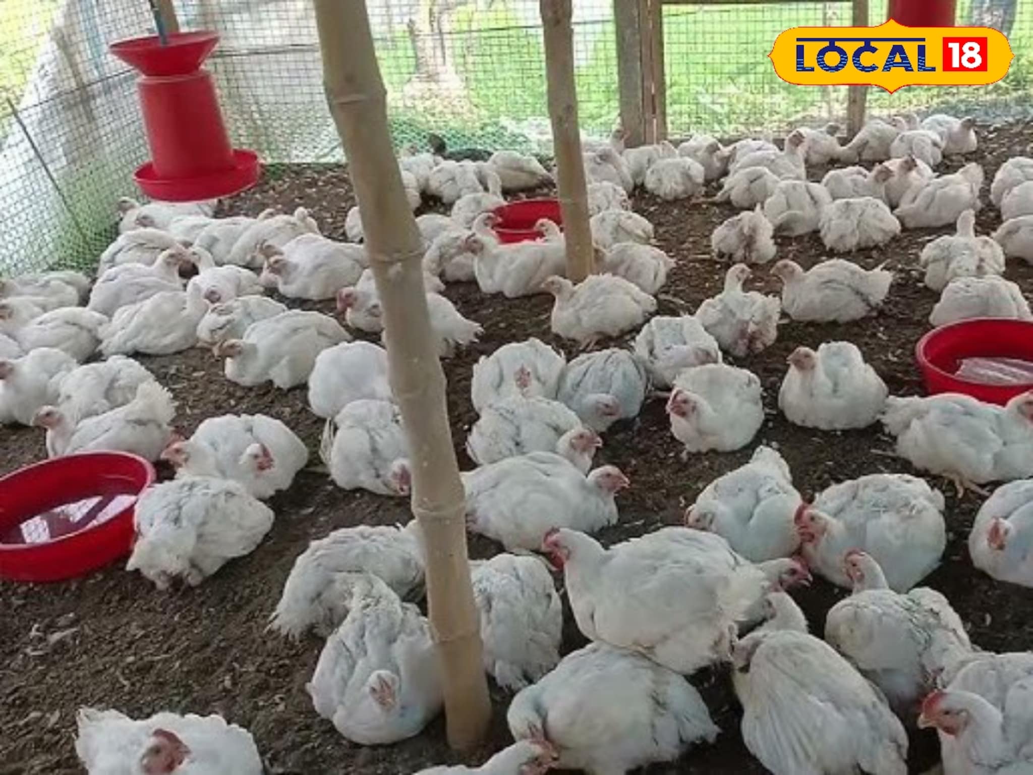 Success Story: 50 हजार कोंबड्या अन् 1, 00,00,000 रुपयांची उलाढाल, ग्रामीण तरुणाची यशोगाथा