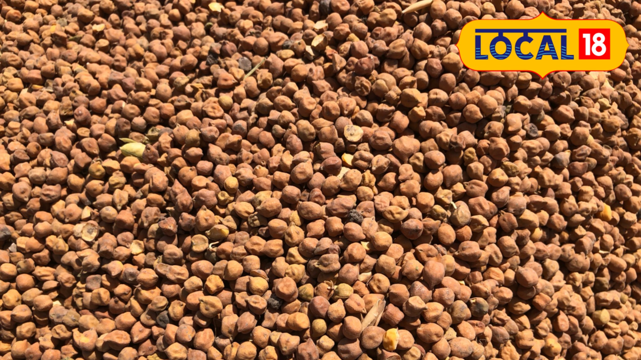 आवक वाढताच हरभरा दर घसरले, बळीराजा चिंतेत, काय मिळतोय सध्या भाव? Video