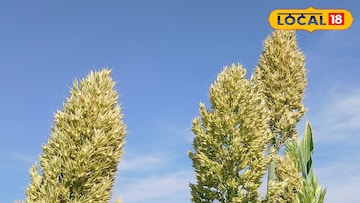 लाह्यासाठी