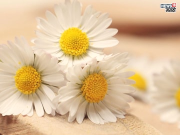 Daisy flower benefits: फक्त सुंदर, सुवासिकच नाही तर आरोग्यदायी आहेत ‘ही’ फुलं Daisy flower benefits: फक्त सुंदर, सुवासिकच नाही तर आरोग्यदायी आहेत ‘ही’ फुलं