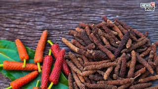 प्रतिकात्मक फोटो : 'इतक्या' आजारांवर गुणकारी आहे पिप्पली, एकदा खाल्ल्याने होतील अनेक फायदे प्रतिकात्मक फोटो : 'इतक्या' आजारांवर गुणकारी आहे पिप्पली, एकदा खाल्ल्याने होतील अनेक फायदे