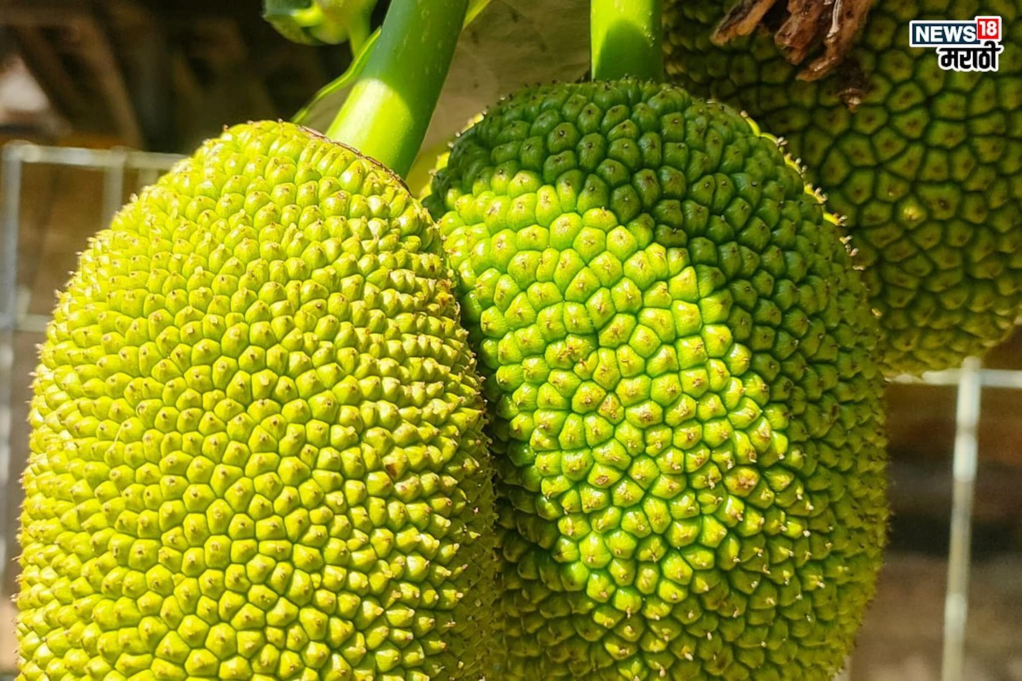Jackfruit benefits: ‘हे’ काटेरी फळ काढतं अनेक आजारांचा ‘काटा’, कॅन्सरही घाबरतो