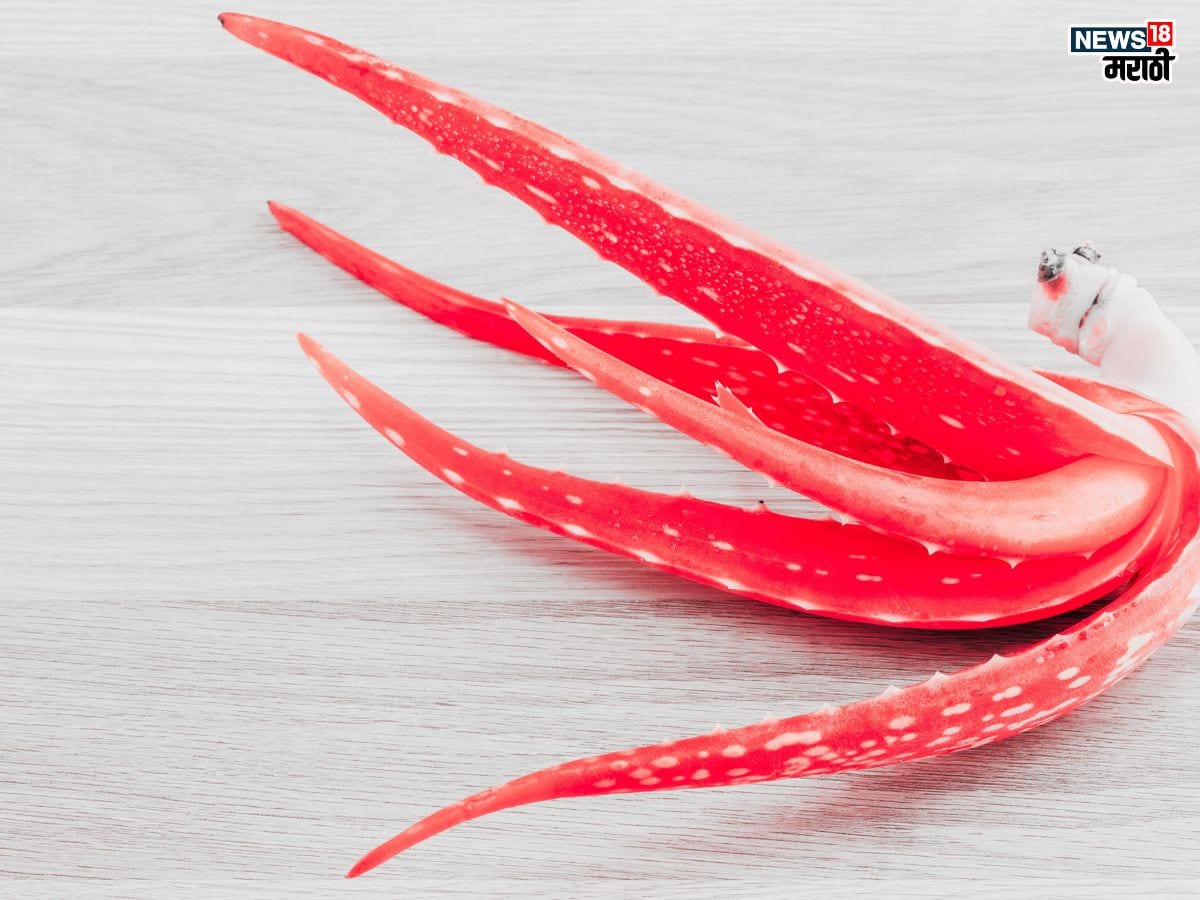 Health benefits of Red Aloe Vera in Marathi : कधी पाहिलीये ‘या’ रंगाची कोरफड ? नियमित खाल्ल्याने होतील दुप्पट फायदे