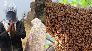 Honey Bees attack on trekkers Honey Bees attack on trekkers