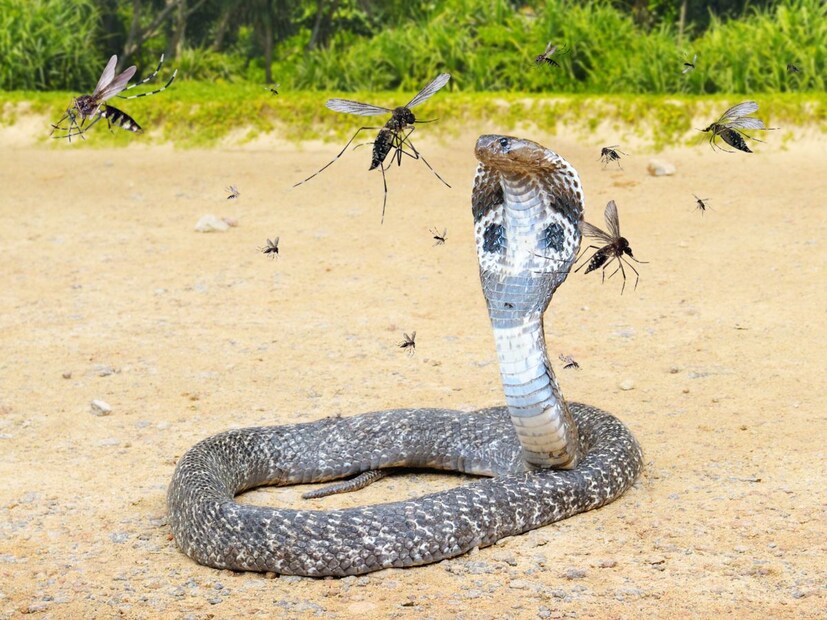 इतक्या खतरनाक किंग कोब्राला डास चावत असतील का? याचा विचार तुम्ही कधी केला आहे. तुम्हाला काय वाटतं?
