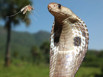 Snake Facts : आपल्याला चावतात तसे किंग कोब्रा सापालाही डास चावतात का? Snake Facts : आपल्याला चावतात तसे किंग कोब्रा सापालाही डास चावतात का?