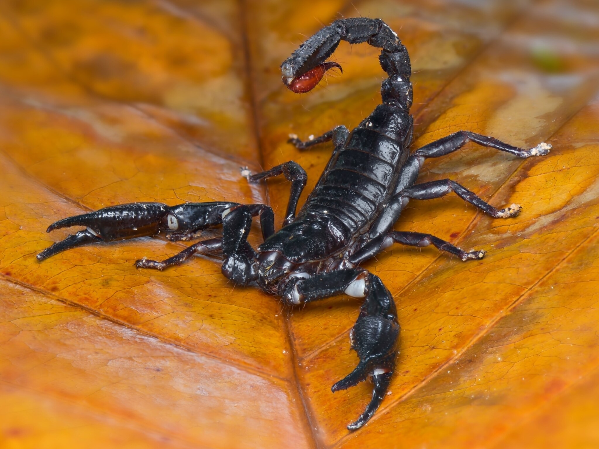 पृथ्वीवरील सर्वात जुना आणि मौल्यवान प्राणी कोण? 99% लोकांनी माहीत नसेल याचं उत्तर...