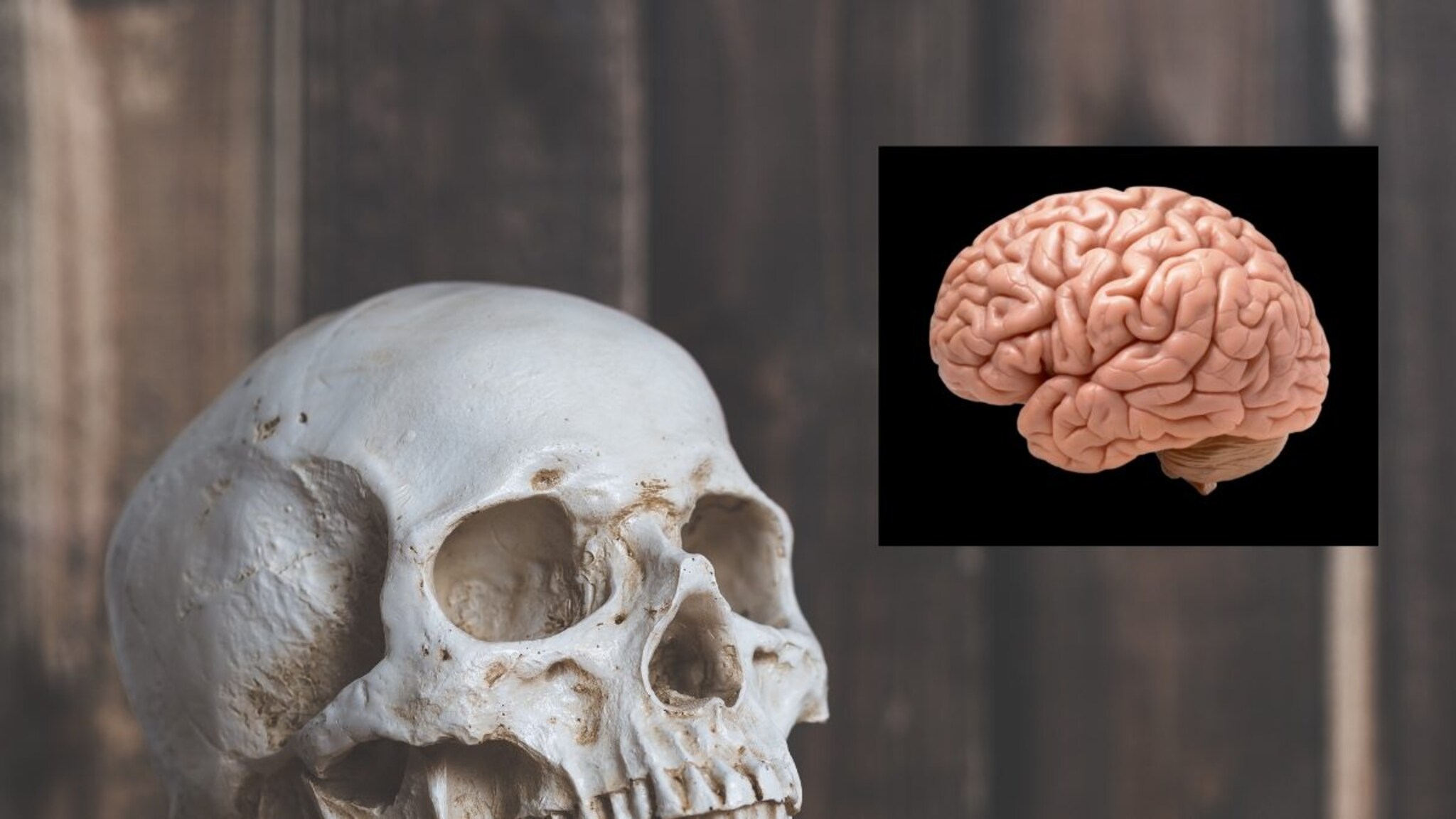 होय, माणूस होता नरभक्षक! त्याला मेंदू खाणं जास्त आवडायचं, संशोधनात मोठं रहस्य उघड