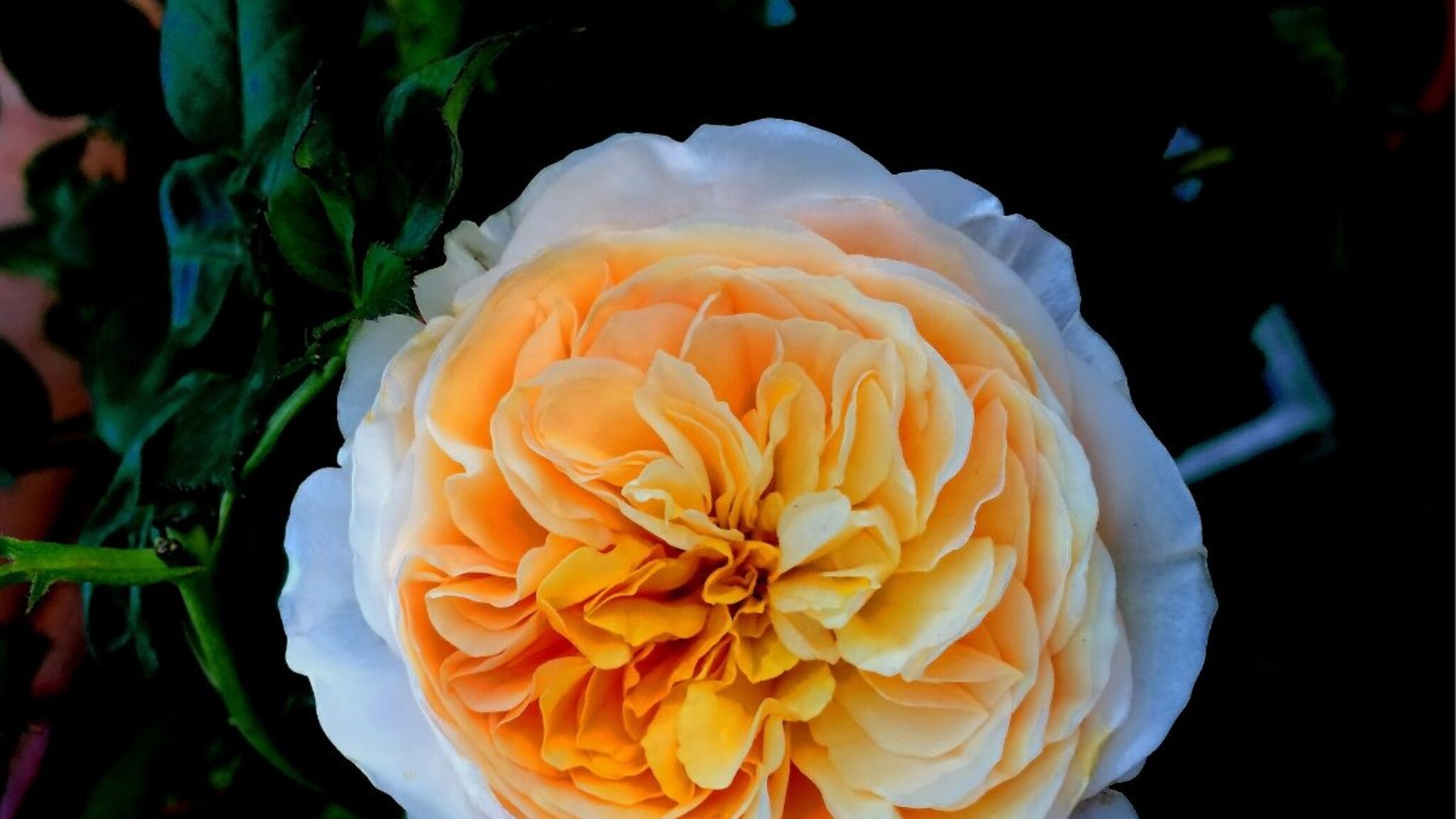 जगातील सर्वात महाग गुलाब, किंमत ऐकूनच झोप उडेल तुमची! इतक्या पैशांत येईल आलिशान घर, गाडी, दागिने...