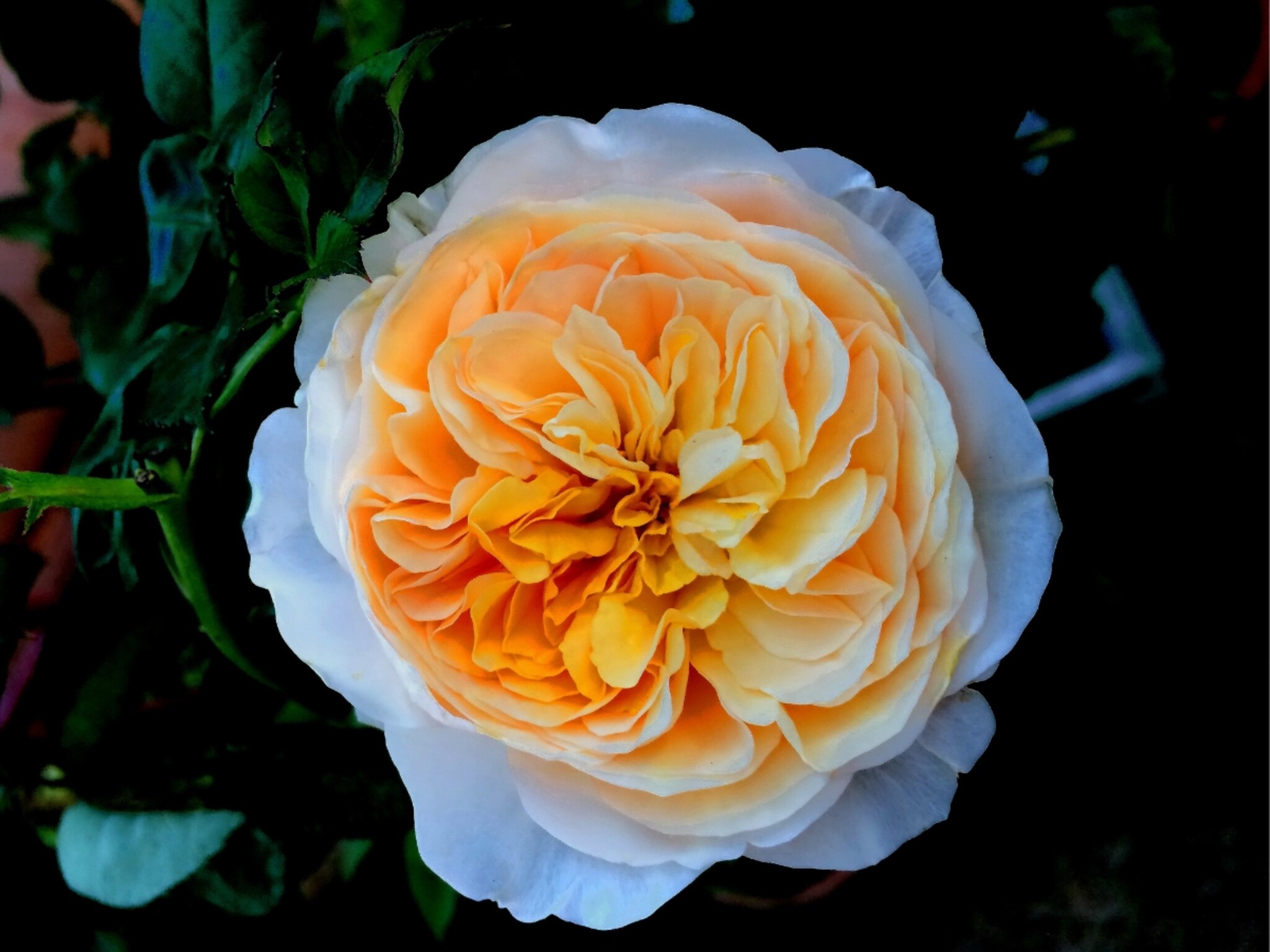 जगातील सर्वात महाग गुलाब, किंमत ऐकूनच झोप उडेल तुमची! इतक्या पैशांत येईल आलिशान घर, गाडी, दागिने...