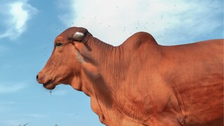 Cow's Tail Hair Cow's Tail Hair