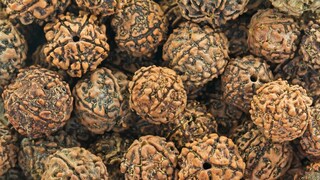 Rudraksha,