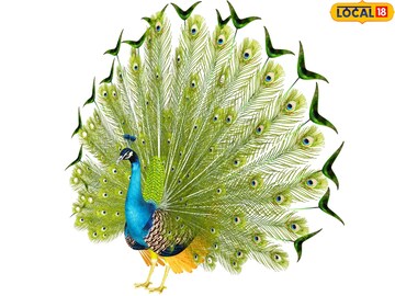 देशात असंख्य पक्षी, मोरालाच का एवढा मान? फक्त सौंदर्य नाही, खरं कारण त्याहून खास