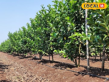 शेतकऱ्यानं करून दाखवलं! पहिल्यांदाच केली पेरू लागवड, मिळवलं 5 लाखांचं उत्पादन शेतकऱ्यानं करून दाखवलं! पहिल्यांदाच केली पेरू लागवड, मिळवलं 5 लाखांचं उत्पादन