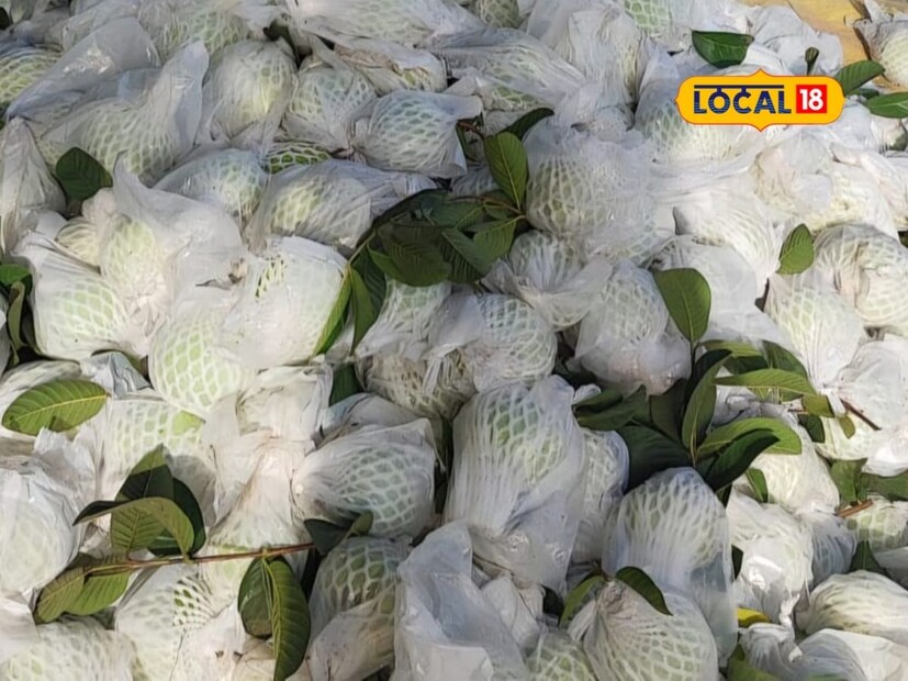 अवर्षण प्रवण भागात रात्रंदिवस कष्ट करणाऱ्या शेतकऱ्यास पेरू पिकाच्या माध्यमातून लाखांमध्ये नफा झाला. यामुळे नोकरीच्या मागे न लागता मातीत राबणाऱ्या पदवीधर शेतकऱ्यांना बळ मिळते आहे. 'इतर बागायती शेतीच्या तुलनेत, कमी पाण्यामध्ये अधिक आर्थिक उत्पन्न मिळवून देणारा फळ शेतीचा प्रयोग फायदेशीर' ठरत असल्याचे समाधान नेताजी जाधव यांनी व्यक्त केले.