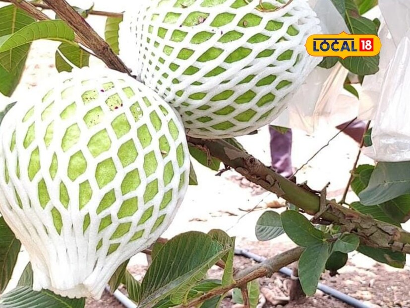 झाडांची चांगली वाढ झाल्यावर त्यांनी पहिल्या वर्षी चार टनाचे उत्पादन घेतले. तर यंदा नऊ टनाचे उत्पन्न घेतले. त्यांना किलोला सरासरी 60 रुपये दर मिळाल्यामुळे 5 लाख रुपयांचे उत्पन्न मिळाले आहे. छाटणीपासून 1 लाख 70 हजार रुपये इतका उत्पादन खर्च झाला. तर 5 लाख 40 हजार रुपये उत्पन्न मिळाले.