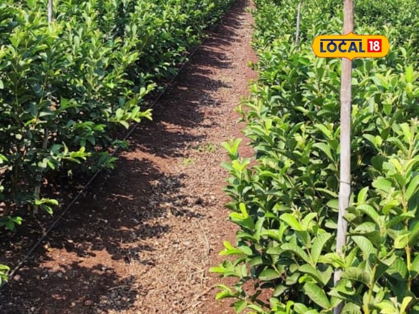 एक एकर क्षेत्रात दोन वर्षांपूर्वी तैवान पिंक पेरूची लागवड केली. इंदापूर येथून प्रतिरोध 22 रुपये प्रमाणे रोपांची खरेदी केली होती. 9×5 अंतरावरती रोपांची लागवड केली आहे. एकूण 850 पेरूची झाडे लावली आहेत.