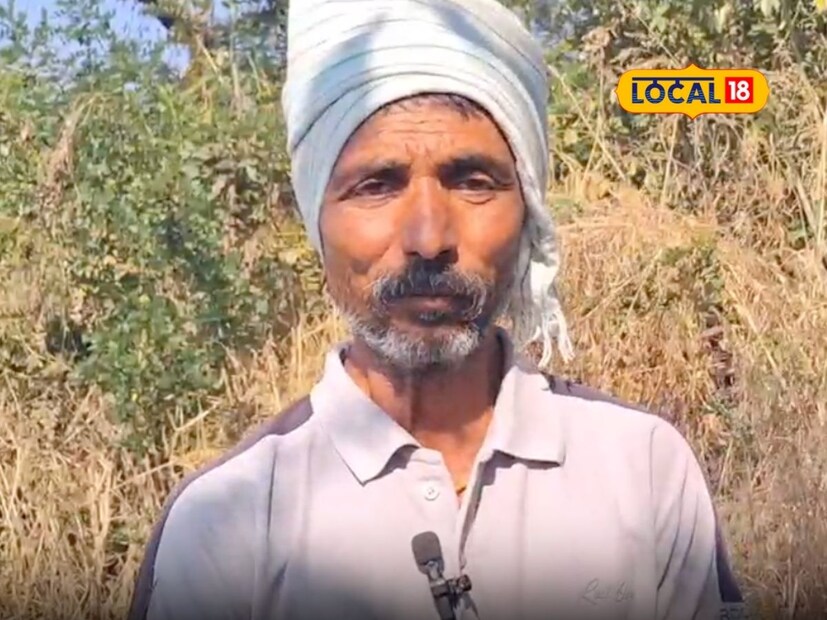 पदवीधर असलेल्या नेताजी जाधव यांनी नोकरीच्या मागे न लागता शेतीचा पर्याय निवडला. अनेक संकटांवर मात करत ते शेतीमध्ये नेहमी वेगवेगळे प्रयोग करत असतात. अलिकडे खानापूर भागात द्राक्ष व उसाचे प्रमाण वाढू लागले आहे. निसर्गावर मात करून कष्टाने पिकवलेल्या द्राक्षाला वातावरणाचा फटका मोठ्या प्रमाणात बसतो आहे. या भागात हक्काचा सहकारी साखर कारखाना नसल्याने ऊस घालवताना शेतकऱ्यांच्या नाकी नऊ येते. त्यामुळे ऊस आणि द्राक्षाला पर्याय म्हणून जाधव यांनी पेरू पिकाची निवड केली.