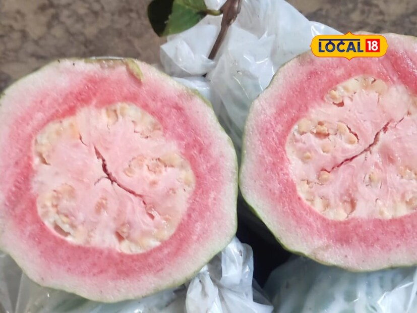 'आम्ही शेतीमध्ये विविध पिके घेण्याचा प्रयोग केला होता. टोमॅटो व फुल शेतीमधून मोठ्या प्रमाणामध्ये पिकाचे उत्पन्न मिळत होते. परंतु हमखास दर मिळत नसल्याने नुकसान सोसावे लागत होते. मात्र पेरू लागवडीपासून आम्हाला चांगले उत्पन्न मिळते आहे. केरळ आणि आंध्र प्रदेश राज्यातील व्यापारी शेतात येऊन पेरू खरेदी करतात. त्यामुळे शेतकऱ्यास निर्यातीचा खर्च शून्य येतो' अशी प्रतिक्रिया प्रयोगशील शेतकरी नेताजी जाधव यांनी व्यक्त केली.