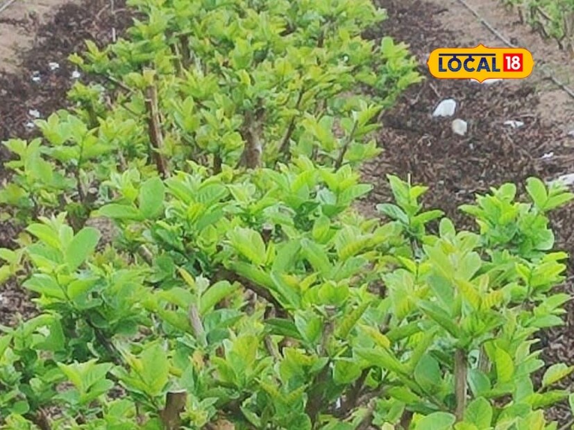 पेरूची रोपे लहान असताना आंतरपीक म्हणून उडदाची पेरणी केली होती. यातून त्यांना 4 क्विंटल उडदाचे उत्पादन मिळाले. यासह पेरू बागेस उडदाचे सेंद्रिय खत देखील मिळाले.