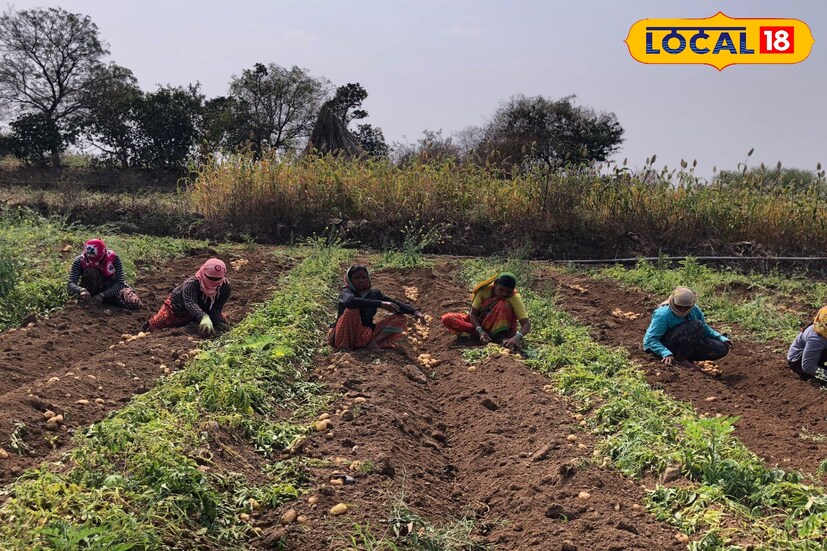 हार्वेस्टिंगसाठी विशेष असं ट्रॅक्टर देखील त्यांनी मागवला आहे. दररोज 80 ते 90 क्विंटल बटाट्यांची संभाजीनगर, जळगाव, भोकरदन अशा विविध मार्केटमध्ये 15 ते 16 रुपये प्रति किलो या दराने विक्री केली जात आहे. आतापर्यंत 20 लाख रुपयांचे उत्पन्न त्यांना या शेतीमधून झालं असून आणखीन 7 ते 8 लाखांचे उत्पन्न अपेक्षित आहे.