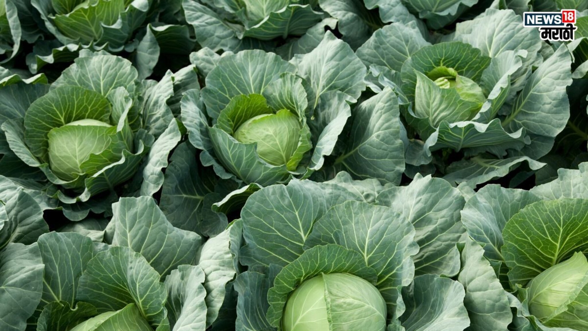 Health Tips: सावधान! तुम्ही बनावट कोबी तर खात नाही ना ? ‘असा’ ओळखा बनावट कोबी