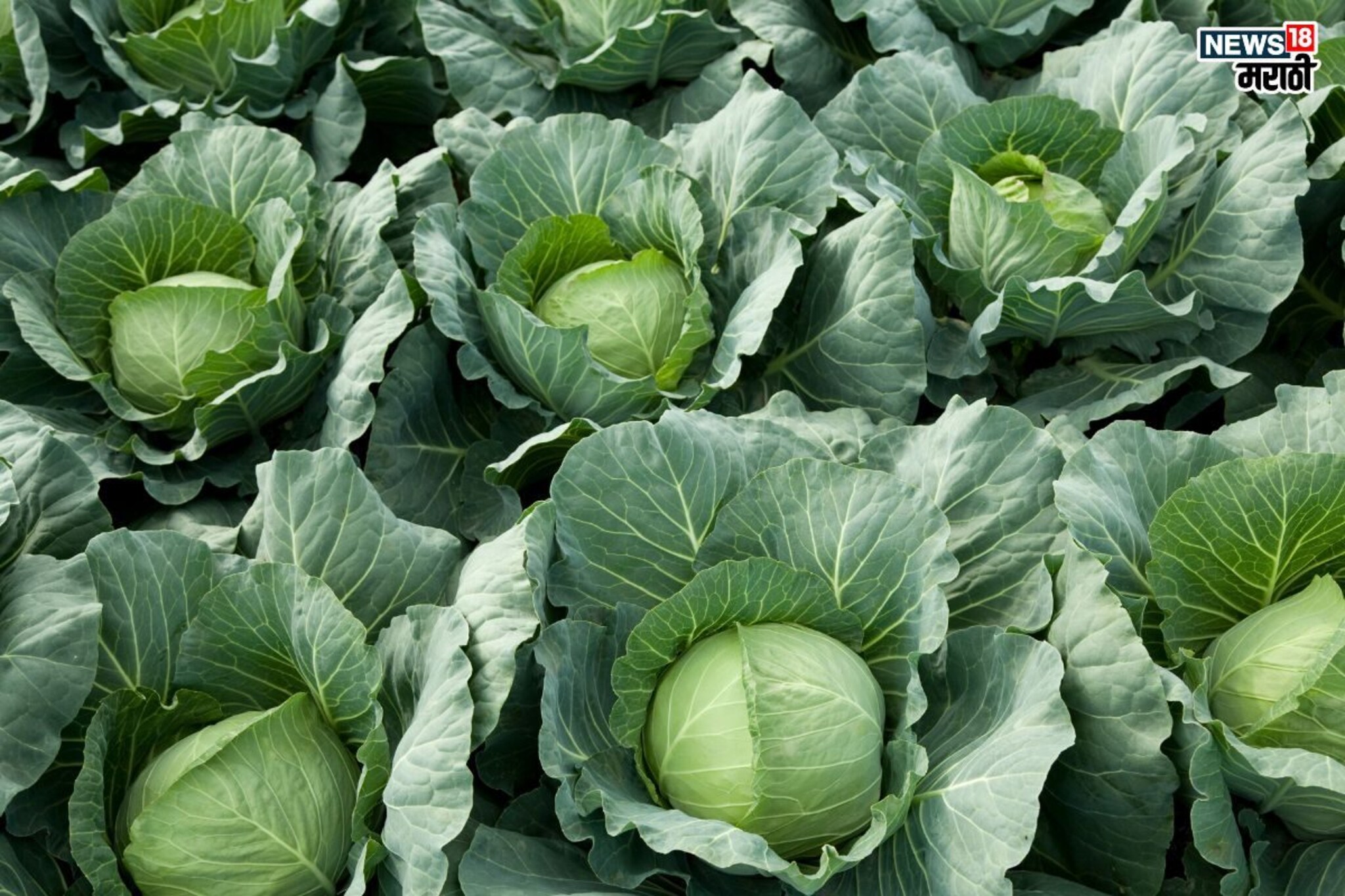 Health Tips: सावधान! तुम्ही बनावट कोबी तर खात नाही ना ? ‘असा’ ओळखा बनावट कोबी