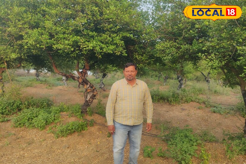 लिंबू पिकाची निवड करण्याचे कारण हेच की ते वर्षभरात कमीत कमी देखभाल करून चांगले उत्पन्न मिळवून देणारे पीक आहे. लिंबू या पिकाला बिगर हंगामात 25 रुपये किलो दर आजपर्यंत मिळालाय. तर उन्हाळ्यात 60 रुपयांपर्यंत लिंबाचे दर गेलेले आहेत. पेरुचे माझ्याकडे 500 झाड आहेत. पेरूचे प्रती झाड 40 किलोचे उत्पादन मिळते. पेरुला किमान 20 रुपये प्रतीकिलो असा दर मिळतो. त्यानंतर केळीचे 1500 झाड आहेत, त्यात 28 किलो वजनाचा घडापर्यंत उत्पादन गेले आहे. 
