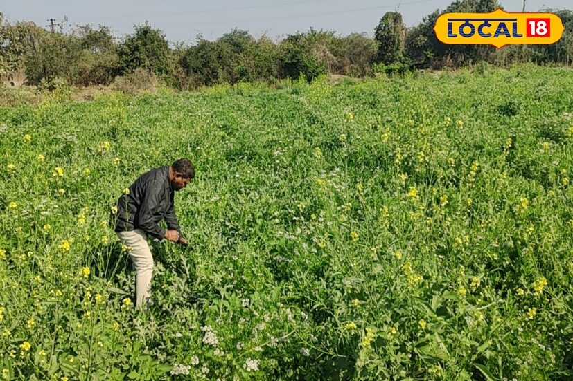 पूर्वी कापूस, तूर, भुईमूग, सोयाबीन ही पिके घेत होतो. यातून पैसे जमवून मी 30 एकर शेती आणखी विकत घेतली. आता माझ्याकडे 100 एकर शेती आहे, पांढरकवडा या गावावरून ये - जा करत मी सद्या शेती सांभाळतो. 2009 पासून माझा कल फळबाग केंद्रित शेतीकडे वाढत गेला, असंही कृष्णराव सांगतात.