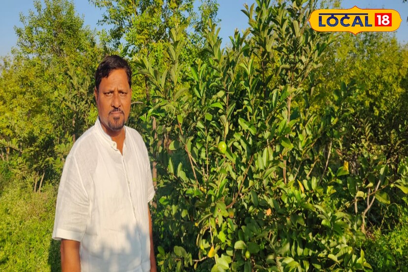फळबाग केंद्रित शेतीसाठी मी सर्वात आधी सिंचनावर भर दिला. तालुक्यात ठिंबक सिंचन प्रणाली उभारण्यासाठी मी पुढाकार घेतला आणि त्यात आता यश मिळाले आहे. सध्या माझी 95 एकर शेती ही ठिंबक सिंचनाच्या आधारावर आहे. त्यानंतर जमीन सुधारणा देखील तेवढीच महत्वाची आहे. त्यावरही मी स्वतः लक्ष दिले. दरवर्षी 15 ते 20 हजार रुपयांचे शेणखत मी माझ्या शेतामध्ये वापरायला सुरुवात केली. 