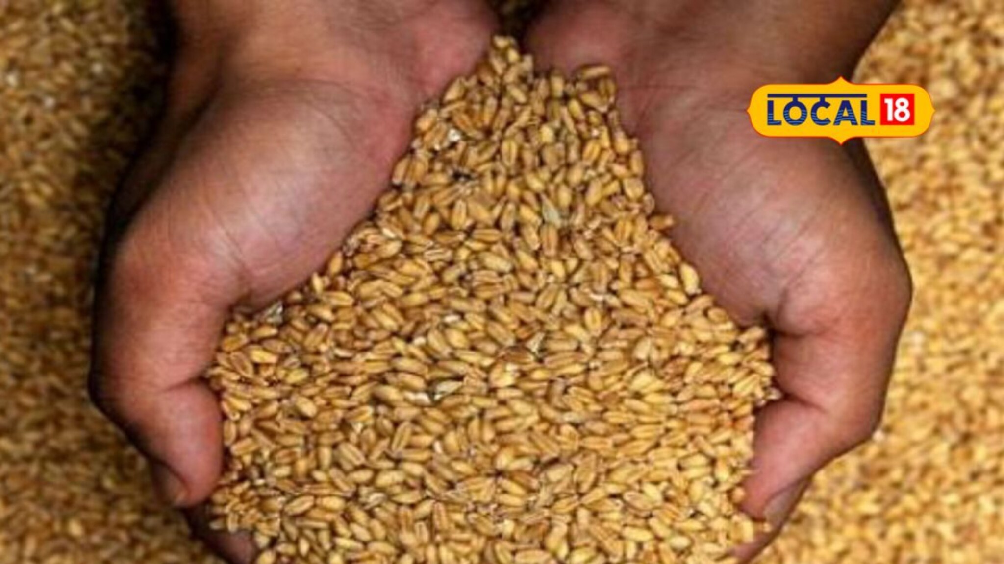 रेशनचे गहू खाताय तर सावधान! बुलढाण्यात संपूर्ण गावासोबत घडला भयानक प्रकार!