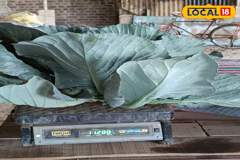 पथ्रोड येथील शेतकरी दिनेश हागे यांच्याशी लोकल 18 ने संवाद साधला. तेव्हा ते सांगतात की, गेल्या 3 वर्षांपासून मी शेतात केळी आणि पानकोबीची लागवड करत आहे. 