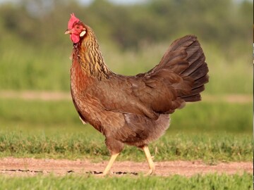 Chicken Facts : कोंबडा किती वर्षे जिवंत राहतो, कोंबड्याचं आयुष्य किती असतं?