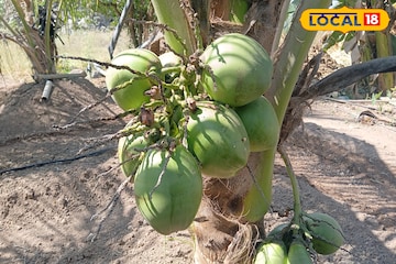 कोकण नव्हे, हे तर सोलापूर! नारळाच्या शेतीतून लाखोंची कमाई, शेतकऱ्यानं काय केलं? कोकण नव्हे, हे तर सोलापूर! नारळाच्या शेतीतून लाखोंची कमाई, शेतकऱ्यानं काय केलं?