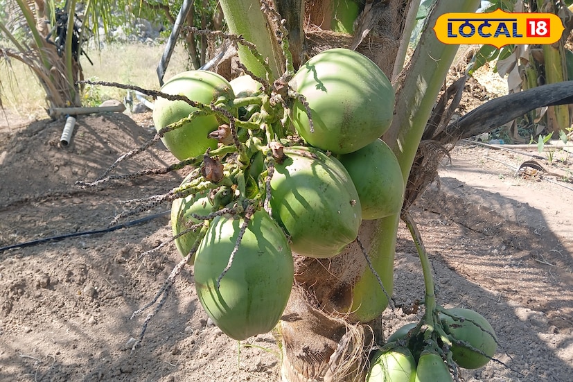 नारळ म्हटलं की आपणास कोकणाची आठवण होते. परंतु सोलापूर जिल्ह्यातील मोहोळ तालुक्यात 60 वर्षीय आजोबांनी नारळाची बाग फुलवली आहे. कुरुल गावातील विष्णू तुकाराम ननवरे यांनी ही किमया साधली आहे. नारळाच्या या बुटक्या जातीने सर्वांचे लक्ष वेधले आहे. या संदर्भात अधिक माहिती 60 वर्षीय आजोबा विष्णू ननवरे यांनी Local 18 बोलताना दिली. नारळ म्हटलं की आपणास कोकणाची आठवण होते. परंतु सोलापूर जिल्ह्यातील मोहोळ तालुक्यात 60 वर्षीय आजोबांनी नारळाची बाग फुलवली आहे. कुरुल गावातील विष्णू तुकाराम ननवरे यांनी ही किमया साधली आहे. नारळाच्या या बुटक्या जातीने सर्वांचे लक्ष वेधले आहे. या संदर्भात अधिक माहिती 60 वर्षीय आजोबा विष्णू ननवरे यांनी Local 18 बोलताना दिली.