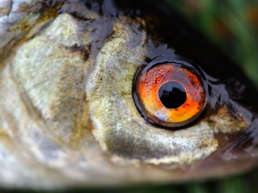 माशाचा डोळा : बहुतेक लोक माशाचा डोळा फेकून देतात. काही लोक खातातही यामुळे डोळ्यांची दृष्टी चांगली होतं असं म्हणतात. पण माहितीनुसार माशाच्या डोळ्यात व्हिटॅमिन बी 1, अनसॅच्युरेटेड फॅटी अॅसिड भरपूर प्रमाणात असतं. ज्यामुळे स्मरणशक्ती, विचार करण्याची क्षमता वाढते. शरीरातील कोलेस्ट्रॉलची पातळी कमी होण्यात मदत होते.